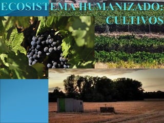 Tipos de Ecosistemas