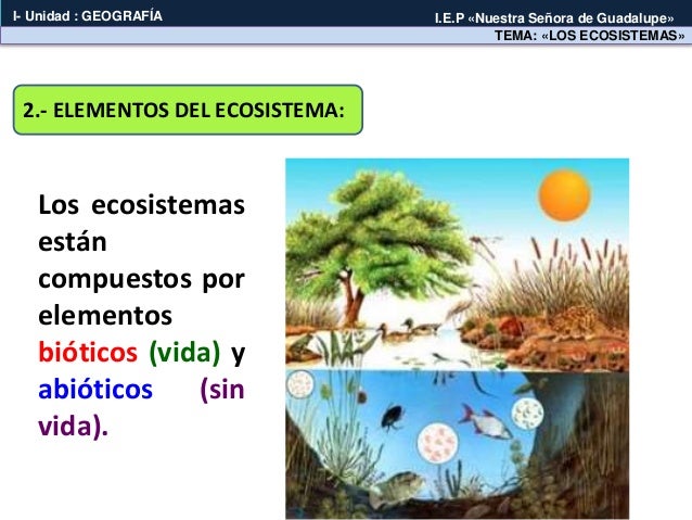 Os ecosistemas Ainhoa Mind42