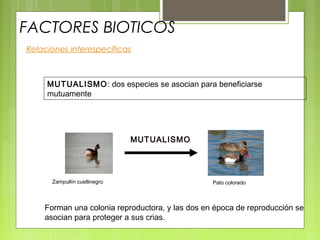FACTORES BIOTICOS
Relaciones interespecíficas
MUTUALISMO
MUTUALISMO: dos especies se asocian para beneficiarse
mutuamente
Zampullín cuellinegro Pato colorado
Forman una colonia reproductora, y las dos en época de reproducción se
asocian para proteger a sus crias.
 