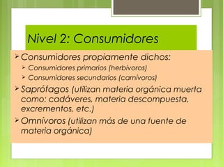 Nivel 2: Consumidores
HETERÓTROFOS
 Consumidores propiamente dichos:
 Consumidores primarios (herbívoros)
 Consumidores secundarios (carnívoros)
 Saprófagos (utilizan materia orgánica muerta
como: cadáveres, materia descompuesta,
excrementos, etc.)
 Omnívoros (utilizan más de una fuente de
materia orgánica)
 