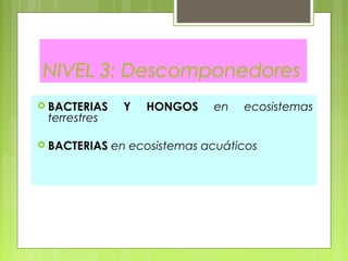 NIVEL 3: Descomponedores
 BACTERIAS Y HONGOS en ecosistemas
terrestres
 BACTERIAS en ecosistemas acuáticos
 
