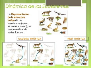 Dinámica de los Ecosistemas
La RepresentaciónRepresentación
de lade la estructuraestructura
tróficatrófica de un
ecosistema (quien
se come a quien), se
puede realizar de
varias formas:
CADENA TRÓFICA RED TRÓFICA
 