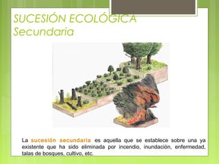 SUCESIÓN ECOLÓGICA
Secundaria
La sucesión secundaria es aquella que se establece sobre una ya
existente que ha sido eliminada por incendio, inundación, enfermedad,
talas de bosques, cultivo, etc.
 