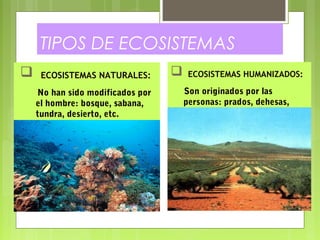  ECOSISTEMAS NATURALES:
No han sido modificados por
el hombre: bosque, sabana,
tundra, desierto, etc.
 ECOSISTEMAS HUMANIZADOS:
Son originados por las
personas: prados, dehesas,
ciudades, etc.
TIPOS DE ECOSISTEMAS
 
