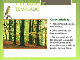 1.-EL BOSQUE
TEMPLADO
Características:
• Predominan árboles de
hoja caduca.
• Clima templado con
bastantes lluvias.
• Biodiversidad alta. En
los bosques templados
conviven, entre otras
especies, aves, roedores,
zorros, ciervos. osos...
 