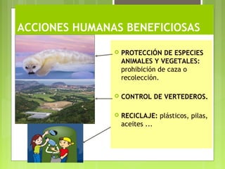 ACCIONES HUMANAS BENEFICIOSAS
 PROTECCIÓN DE ESPECIES
ANIMALES Y VEGETALES:
prohibición de caza o
recolección.
 CONTROL DE VERTEDEROS.
 RECICLAJE: plásticos, pilas,
aceites ...
 