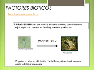 FACTORES BIOTICOS
Relaciones interespecíficas
Entamoeba (protozoo)
PARASITISMO
Rana común
PARASITISMO: un ser vivo se alimenta de otro, causandole un
perjuicio pero no la muerte. Los hay internos y externos.
El protozoo vive en el intestino de la Rana, alimentandose a su
costa y debilitando a esta.
 