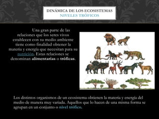 Una gran parte de las
relaciones que los seres vivos
establecen con su medio ambiente
tiene como finalidad obtener la
materia y energía que necesitan para su
nutrición. Estas relaciones se
denominan alimentarias o tróficas.
DINÁMICA DE LOS ECOSISTEMAS
NIVELES TRÓFICOS
Los distintos organismos de un ecosistema obtienen la materia y energía del
medio de manera muy variada. Aquellos que lo hacen de una misma forma se
agrupan en un conjunto o nivel trófico.
 