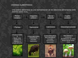 CADENAS ALIMENTARIAS
Una cadena alimentaria es una representación de las relaciones alimentarias entre
distintos seres vivos.
Primer
eslabón
Segundo
eslabón
Tercer
eslabón
Cuarto
eslabón
Plantas Herbívoros Carnívoros Descomponedores
PRODUCTORE
S
Seres vivos
capaces de
elaborar su
propio alimento
CONSUMIDORES
PRIMARIOS
Animales
herbívoros
CONSUMIDORES
SECUNDARIOS
Animales
carnívoros y
omnívoros
BACTERIAS Y
HONGOS
Se alimentan de restos
de los demás seres
vivos
 
