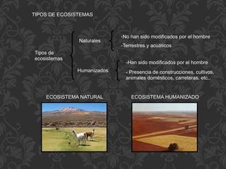 TIPOS DE ECOSISTEMAS
Tipos de
ecosistemas
Naturales
Humanizados
-No han sido modificados por el hombre
-Terrestres y acuáticos
-Han sido modificados por el hombre
- Presencia de construcciones, cultivos,
animales domésticos, carreteras, etc..
ECOSISTEMA NATURAL ECOSISTEMA HUMANIZADO
 