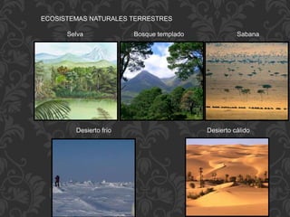 ECOSISTEMAS NATURALES TERRESTRES
Selva Bosque templado Sabana
Desierto cálidoDesierto frío
 