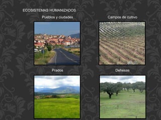 ECOSISTEMAS HUMANIZADOS
Pueblos y ciudades Campos de cultivo
Prados Dehesas
 