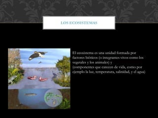 LOS ECOSISTEMAS
El ecosistema es una unidad formada por
factores bióticos (o integrantes vivos como los
vegetales y los animales) y factores abióticos
(componentes que carecen de vida, como por
ejemplo la luz, temperatura, salinidad, y el agua)
 