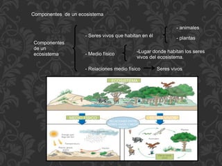 Componentes de un ecosistema
Componentes
de un
ecosistema
- Seres vivos que habitan en él
- animales
- plantas
- Medio físico
- Relaciones medio físico Seres vivos
-Lugar donde habitan los seres
vivos del ecosistema.
ECOSISTEMA
SERES VIVOSMEDIO FÍSICO
RELACIONES ENTRE
SERES VIVOS Y MEDIO
FÍSICO
 