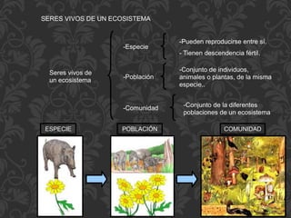 SERES VIVOS DE UN ECOSISTEMA
Seres vivos de
un ecosistema
-Especie
-Pueden reproducirse entre sí.
- Tienen descendencia fértil.
-Población
-Conjunto de individuos,
animales o plantas, de la misma
especie..
-Comunidad -Conjunto de la diferentes
poblaciones de un ecosistema
ESPECIE POBLACIÓN COMUNIDAD
 