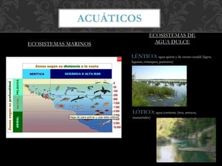 ECOSISTEMAS
ACUÁTICOS
ECOSISTEMAS MARINOS
ECOSISTEMAS DE
AGUA DULCE
LÓTICO: agua corriente (rios, arroyos,
manantiales)
LÉNTICO: agua quieta y de escaso caudal (lagos,
lagunas, estanques, pantanos)
 