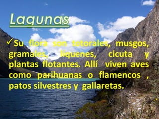 Su flora son totorales, musgos,
gramales, líquenes, cicuta y
plantas flotantes. Allí viven aves
como parihuanas o flamencos ,
patos silvestres y gallaretas.
 