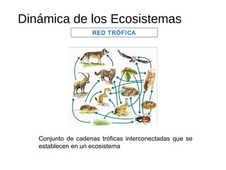 Dinámica de los Ecosistemas
RED TRÓFICA
Conjunto de cadenas tróficas interconectadas que se
establecen en un ecosistema
 