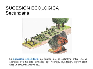 SUCESIÓN ECOLÓGICA
Secundaria
La sucesión secundaria es aquella que se establece sobre una ya
existente que ha sido eliminada por incendio, inundación, enfermedad,
talas de bosques, cultivo, etc.
 