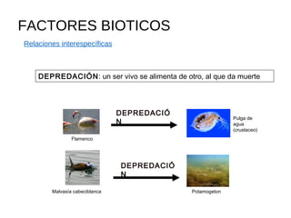 FACTORES BIOTICOS
Relaciones interespecíficas
Pulga de
agua
(crustaceo)
Flamenco
DEPREDACIÓ
N
DEPREDACIÓ
N
Malvasía cabeciblanca Potamogeton
DEPREDACIÓN: un ser vivo se alimenta de otro, al que da muerte
 