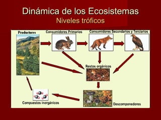 Dinámica de los EcosistemasDinámica de los Ecosistemas
Niveles tróficosNiveles tróficos
 