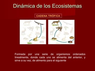 Dinámica de los EcosistemasDinámica de los Ecosistemas
CADENA TRÓFICA
Formada por una serie de organismos ordenados
linealmente, donde cada uno se alimenta del anterior, y
sirve a su vez, de alimento para el siguiente
 