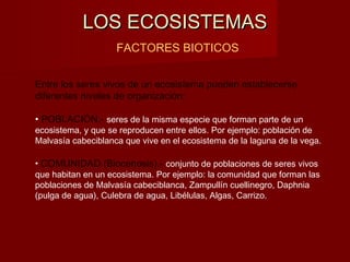 LOS ECOSISTEMASLOS ECOSISTEMAS
FACTORES BIOTICOS
Entre los seres vivos de un ecosistema pueden establecerse
diferentes niveles de organización:
• POBLACIÓN.- seres de la misma especie que forman parte de un
ecosistema, y que se reproducen entre ellos. Por ejemplo: población de
Malvasía cabeciblanca que vive en el ecosistema de la laguna de la vega.
• COMUNIDAD (Biocenosis).- conjunto de poblaciones de seres vivos
que habitan en un ecosistema. Por ejemplo: la comunidad que forman las
poblaciones de Malvasía cabeciblanca, Zampullín cuellinegro, Daphnia
(pulga de agua), Culebra de agua, Libélulas, Algas, Carrizo.
 