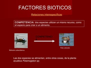 FACTORES BIOTICOS
Relaciones interespecíficas
COMPETENCI
A
Malvasía cabeciblanca
Pato colorado
COMPETENCIA: dos especies utilizan un mismo recurso, como
el espacio para criar o un alimento.
Las dos especies se alimentan, entre otras cosas, de la planta
acuática Potamogeton sp.
 