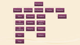 Terrestres.
Bosques.
Selva
De
frondosas.
De
coniferas
Seco.
Taiga.
Matorrales.
Arbustal
Xerófilo.
Páramo.
Herbazales.
Pradera
Pradera
alpina.
Estepa.
Sabana.
Tundra. Desierto.
Indlansis.
 