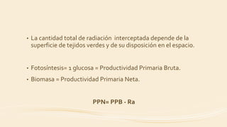 • La cantidad total de radiación interceptada depende de la
superficie de tejidos verdes y de su disposición en el espacio.
• Fotosíntesis= 1 glucosa = Productividad Primaria Bruta.
• Biomasa = Productividad Primaria Neta.
PPN= PPB - Ra
 