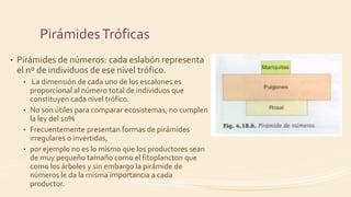 PirámidesTróficas
• Pirámides de números: cada eslabón representa
el nº de individuos de ese nivel trófico.
• La dimensión de cada uno de los escalones es
proporcional al número total de individuos que
constituyen cada nivel trófico.
• No son útiles para comparar ecosistemas, no cumplen
la ley del 10%
• Frecuentemente presentan formas de pirámides
irregulares o invertidas,
• por ejemplo no es lo mismo que los productores sean
de muy pequeño tamaño como el fitoplancton que
como los árboles y sin embargo la pirámide de
números le da la misma importancia a cada
productor.
 