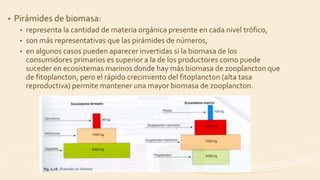 • Pirámides de biomasa:
• representa la cantidad de materia orgánica presente en cada nivel trófico,
• son más representativas que las pirámides de números,
• en algunos casos pueden aparecer invertidas si la biomasa de los
consumidores primarios es superior a la de los productores como puede
suceder en ecosistemas marinos donde hay más biomasa de zooplancton que
de fitoplancton, pero el rápido crecimiento del fitoplancton (alta tasa
reproductiva) permite mantener una mayor biomasa de zooplancton.
 