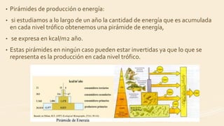 • Pirámides de producción o energía:
• si estudiamos a lo largo de un año la cantidad de energía que es acumulada
en cada nivel trófico obtenemos una pirámide de energía,
• se expresa en kcal/m2 año.
• Estas pirámides en ningún caso pueden estar invertidas ya que lo que se
representa es la producción en cada nivel trófico.
 