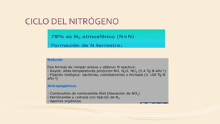 CICLO DEL NITRÓGENO
 
