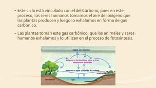 • Este ciclo está vinculado con el del Carbono, pues en este
proceso, los seres humanos tomamos el aire del oxígeno que
las plantas producen y luego lo exhalamos en forma de gas
carbónico.
• Las plantas toman este gas carbónico, que los animales y seres
humanos exhalamos y lo utilizan en el proceso de fotosíntesis.
 