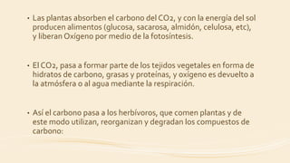 • Las plantas absorben el carbono del CO2, y con la energía del sol
producen alimentos (glucosa, sacarosa, almidón, celulosa, etc),
y liberan Oxígeno por medio de la fotosíntesis.
• El CO2, pasa a formar parte de los tejidos vegetales en forma de
hidratos de carbono, grasas y proteínas, y oxígeno es devuelto a
la atmósfera o al agua mediante la respiración.
• Así el carbono pasa a los herbívoros, que comen plantas y de
este modo utilizan, reorganizan y degradan los compuestos de
carbono:
 