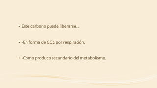 • Este carbono puede liberarse…
• -En forma de CO2 por respiración.
• -Como produco secundario del metabolismo.
 