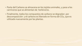 • Parte del Carbono se almacena en los tejidos animales, y pasa a los
carnívoros que se alimentan de herbívoros.
• Finalmente, todos los compuestos de carbono se degradan por
descomposición y el carbono es liberado en forma de CO2, que es
utilizado nuevamente por las plantas.
 