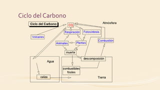 Ciclo del Carbono
 