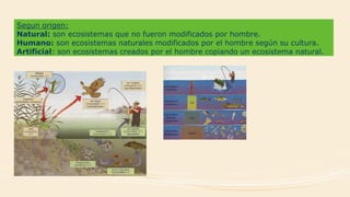 Segun origen:
Natural: son ecosistemas que no fueron modificados por hombre.
Humano: son ecosistemas naturales modificados por el hombre según su cultura.
Artificial: son ecosistemas creados por el hombre copiando un ecosistema natural.
 