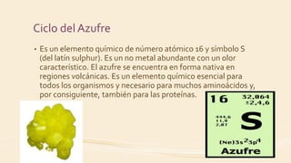 Ciclo del Azufre
• Es un elemento químico de número atómico 16 y símbolo S
(del latín sulphur). Es un no metal abundante con un olor
característico. El azufre se encuentra en forma nativa en
regiones volcánicas. Es un elemento químico esencial para
todos los organismos y necesario para muchos aminoácidos y,
por consiguiente, también para las proteínas.
 