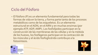 Ciclo del Fósforo
• El fósforo (P) es un elemento fundamental para todas las
formas de vida en la tierra, y forma parte tanto de los procesos
metabólicos como de los esqueletos. Es un elemento
estructural en el ADN, en el ARN y en muchas enzimas (por
ejemplo ATP, ADP, AMP). Los fosfolípidos participan en la
construcción de las membranas de las células y en la médula
de los huesos, los fosfágenos participan en la contracción de
los músculos y el ácido fosfoglicérido contribuye a la
fotosíntesis.
 