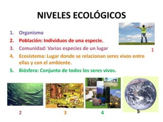 NIVELES ECOLÓGICOS
1. Organismo
2. Población: Individuos de una especie.
3. Comunidad: Varias especies de un lugar
4. Ecosistema: Lugar donde se relacionan seres vivos entre
ellas y con el ambiente.
5. Biósfera: Conjunto de todos los seres vivos.
1
2 3 4 5
 