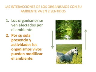 LAS INTERACCIONES DE LOS ORGANISMOS CON SU
AMBIENTE VA EN 2 SENTIDOS
1. Los organismos se
ven afectados por
el ambiente
2. Por su sola
presencia y
actividades los
organismos vivos
pueden modificar
el ambiente.
 