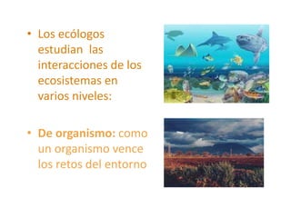 • Los ecólogos
estudian las
interacciones de los
ecosistemas en
varios niveles:
• De organismo: como
un organismo vence
los retos del entorno
 