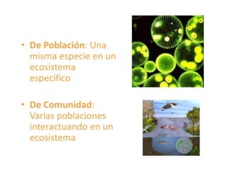 • De Población: Una
misma especie en un
ecosistema
específico
• De Comunidad:
Varias poblaciones
interactuando en un
ecosistema
 