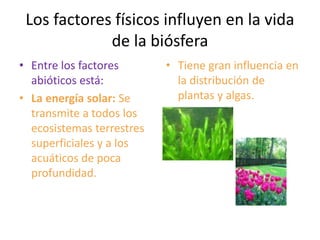 Los factores físicos influyen en la vida
de la biósfera
• Entre los factores
abióticos está:
• La energía solar: Se
transmite a todos los
ecosistemas terrestres
superficiales y a los
acuáticos de poca
profundidad.
• Tiene gran influencia en
la distribución de
plantas y algas.
 