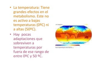 • La temperatura: Tiene
grandes efectos en el
metabolismo. Este no
es activo a bajas
temperaturas (0ºC) ni
a altas (50ºC).
• Hay pocas
adaptaciones que
sobreviven a
temperaturas por
fuera de ese rango de
entre 0ºC y 50 ºC.
 