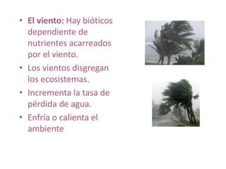 • El viento: Hay bióticos
dependiente de
nutrientes acarreados
por el viento.
• Los vientos disgregan
los ecosistemas.
• Incrementa la tasa de
pérdida de agua.
• Enfría o calienta el
ambiente
 