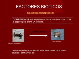 FACTORES BIOTICOS
Relaciones interespecíficas
COMPETENCI
A
Malvasía cabeciblanca
Pato colorado
COMPETENCIA: dos especies utilizan un mismo recurso, como
el espacio para criar o un alimento.
Las dos especies se alimentan, entre otras cosas, de la planta
acuática Potamogeton sp.
 